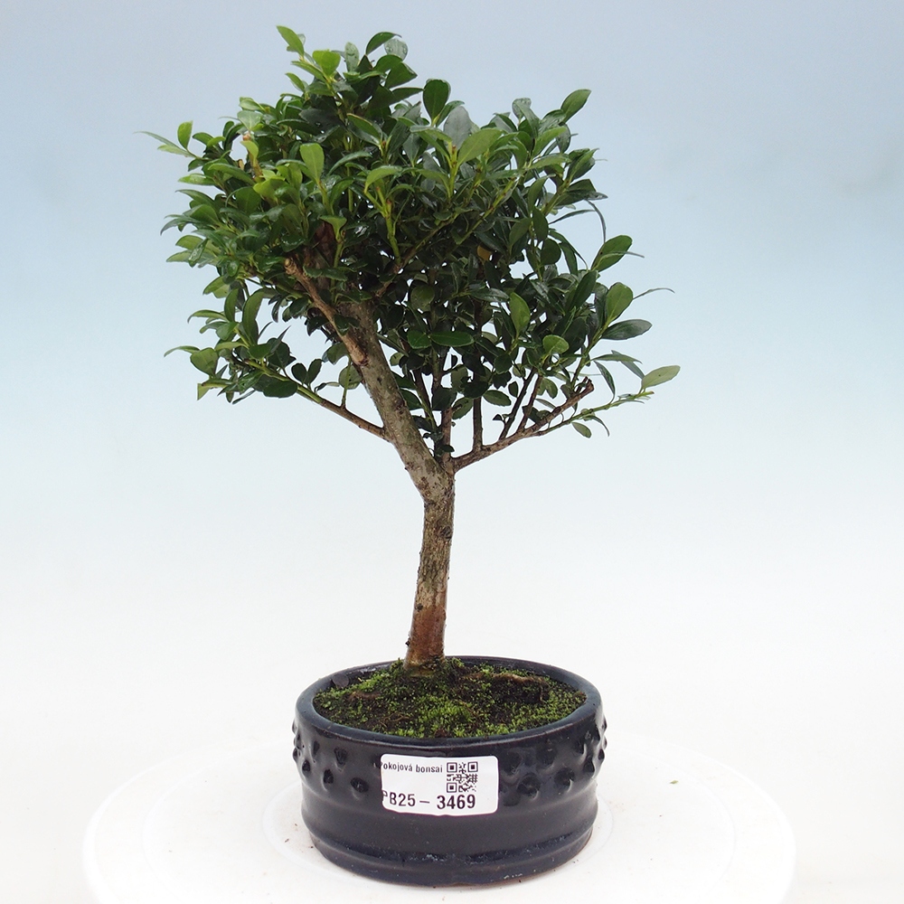 Zimmer Bonsai - Ilex crenata - Stechpalme