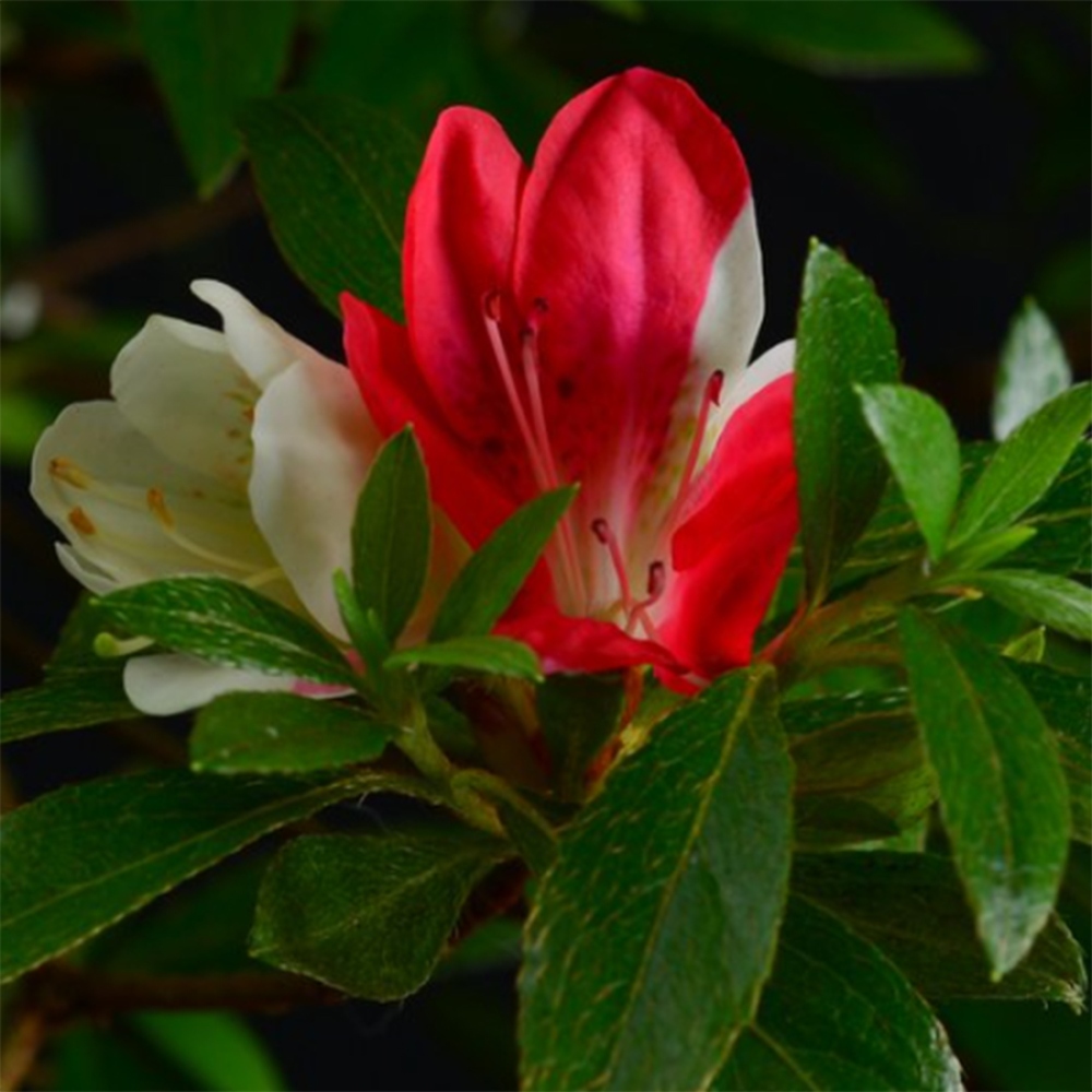 Bonsai für draußen - Japanische Azalee - Azalee Senhime