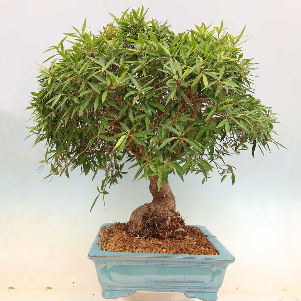 Zimmerbonsai - Ficus nerifolia - Kleinblättriger Ficus
