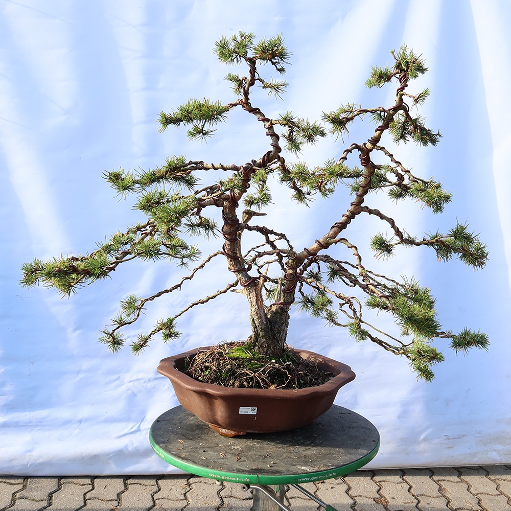 Pinus sylvestris Spanien – Waldkiefer