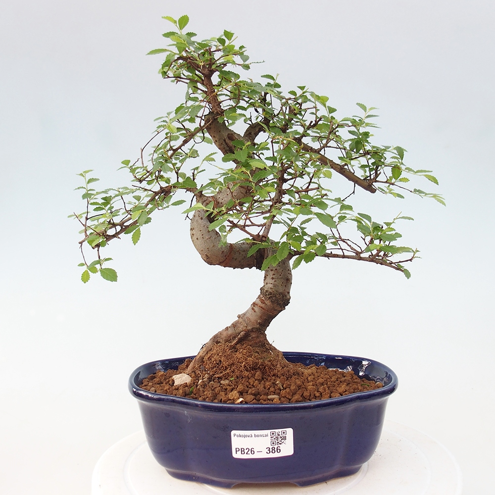 Zimmerbonsai - Ulmus parvifolia - Kleinblättrige Ulme