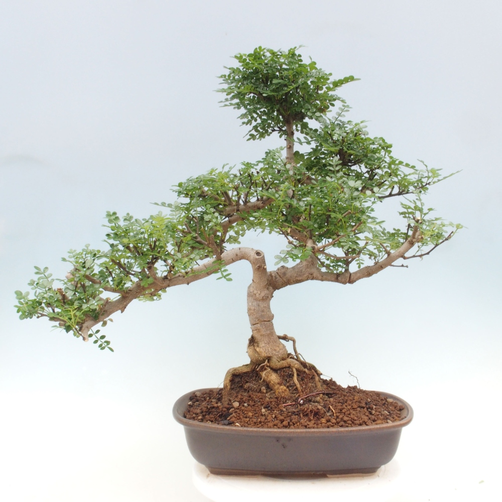 Zimmerbonsai - Zantoxylum piperitum - Pfefferminze