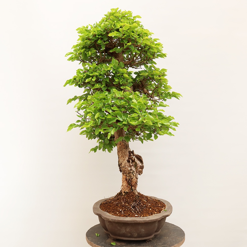 Bonsai im Freien - Carpinus Coreana - Koreanische Hainbuche