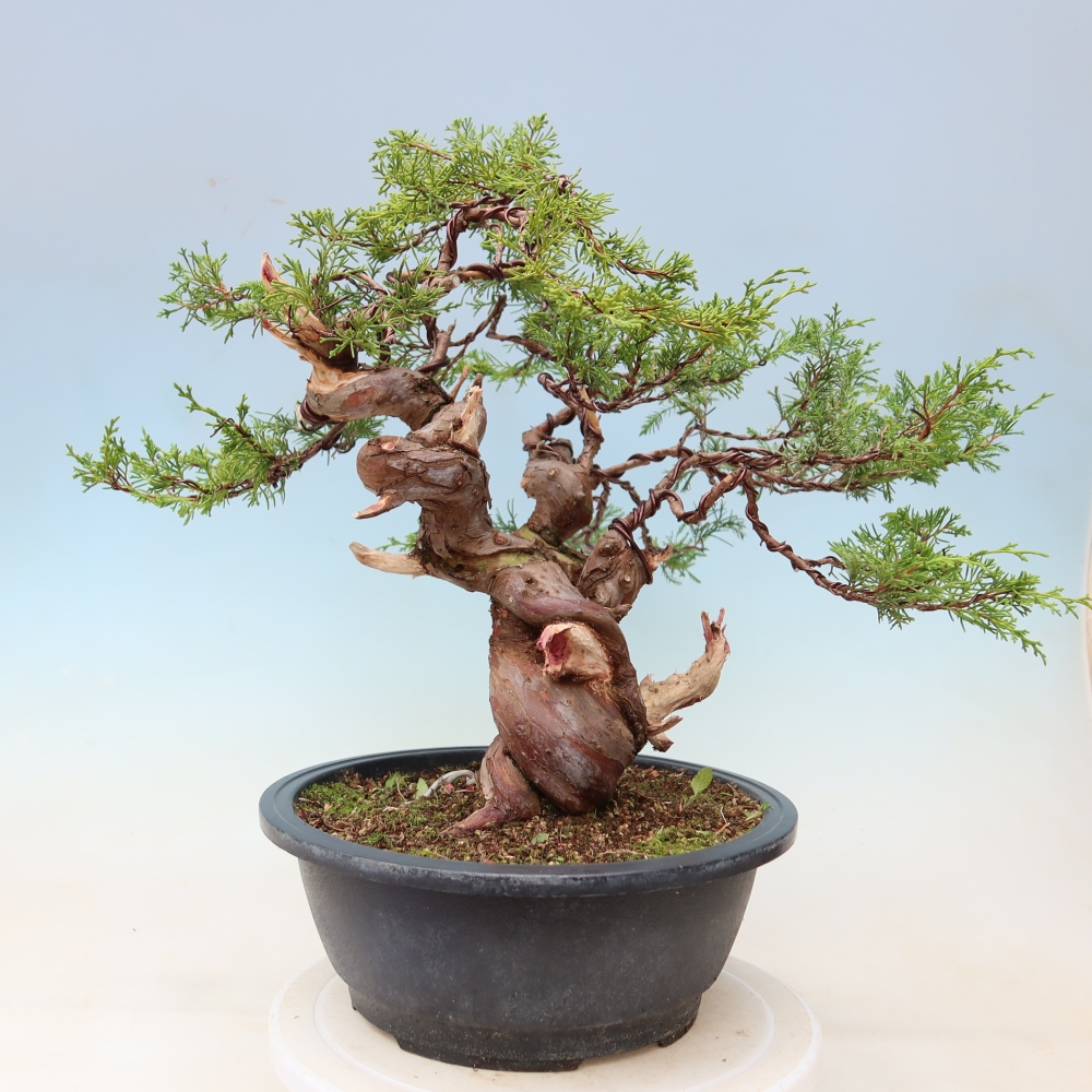Bonsai für draußen - Juniperus chinensis Itoigawa-Juniperus chinensis