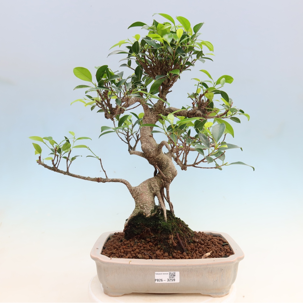 Zimmerbonsai - Ficus kimmen - Kleinblättriger Ficus