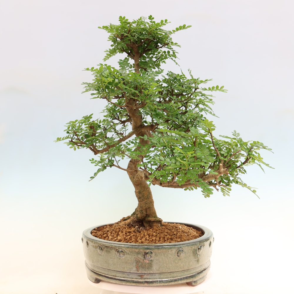 Zimmer Bonsai - Zantoxylum piperitum - Pfefferbaum