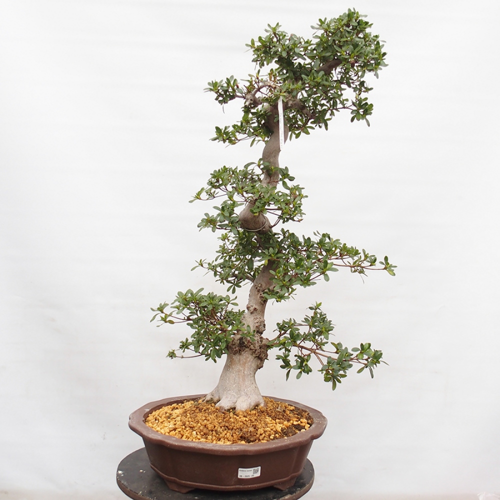 Bonsai im Freien - Japanische Azalee - Azalea Yama-no-Hikari