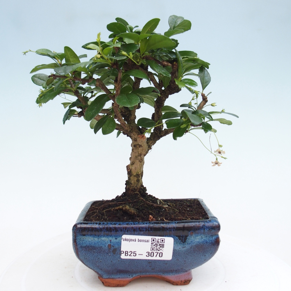 Zimmerbonsai - Carmona Macrophylla - Fuki-Tee