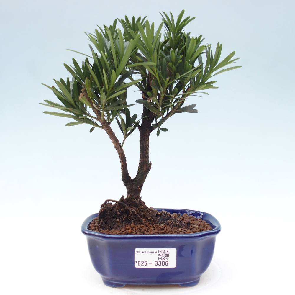 Zimmerbonsai - Podocarpus - Stein-Eibe
