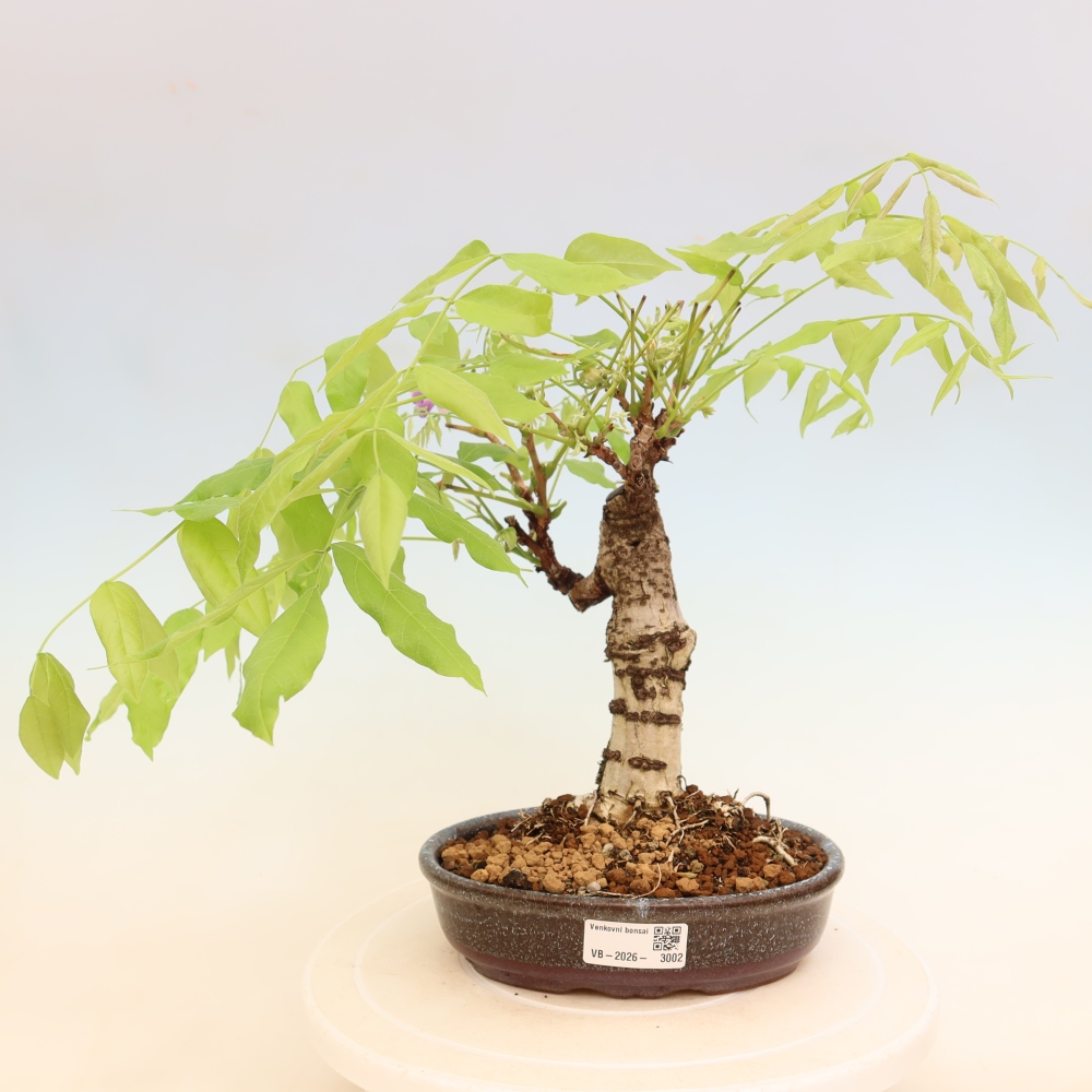 Bonsai für draußen - Wisteria floribunda