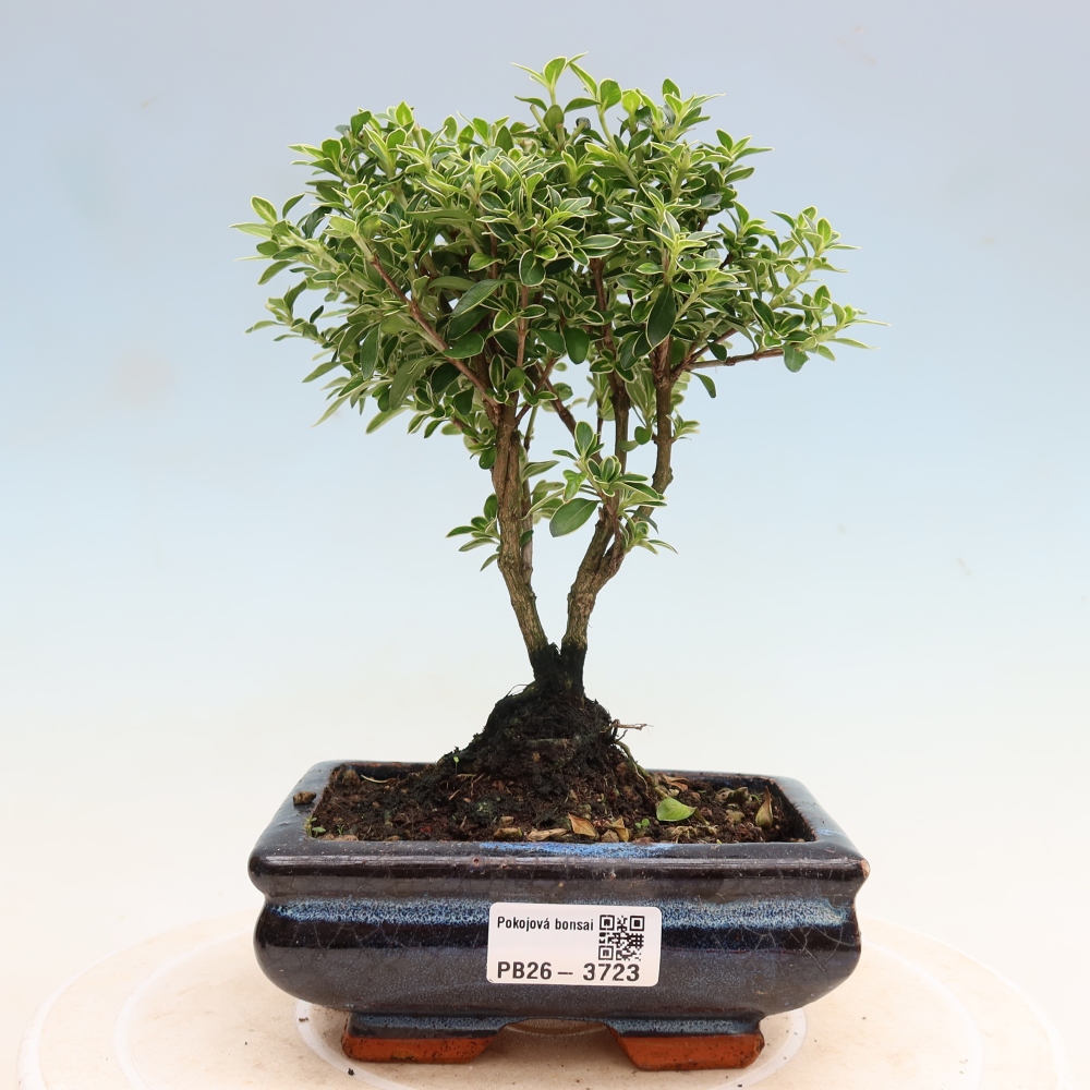 Zimmerbonsai - Serissa foetida Variegata - Baum der Tausend Sterne