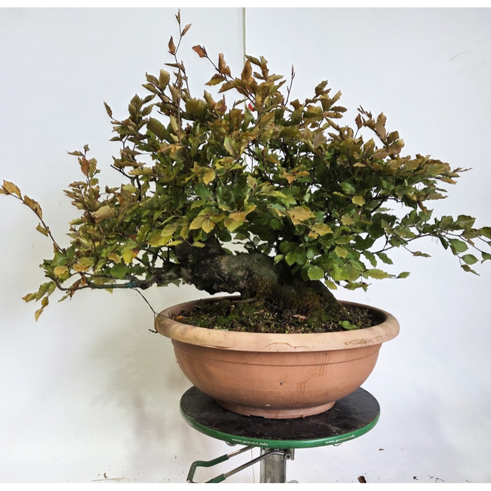 Bonsai-Fagus sylvatica im Freien