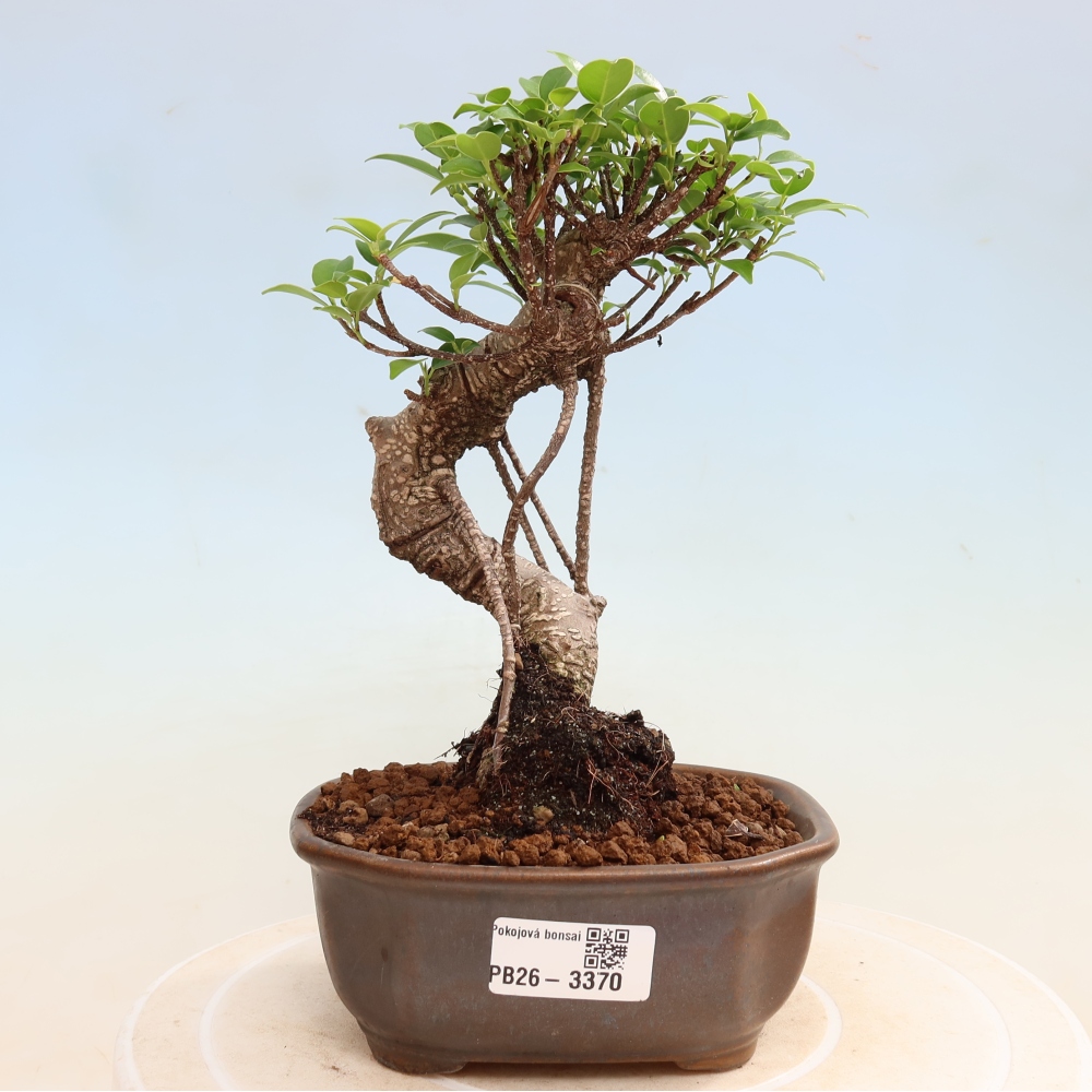 Zimmerbonsai - Ficus kimmen - Kleinblättriger Ficus