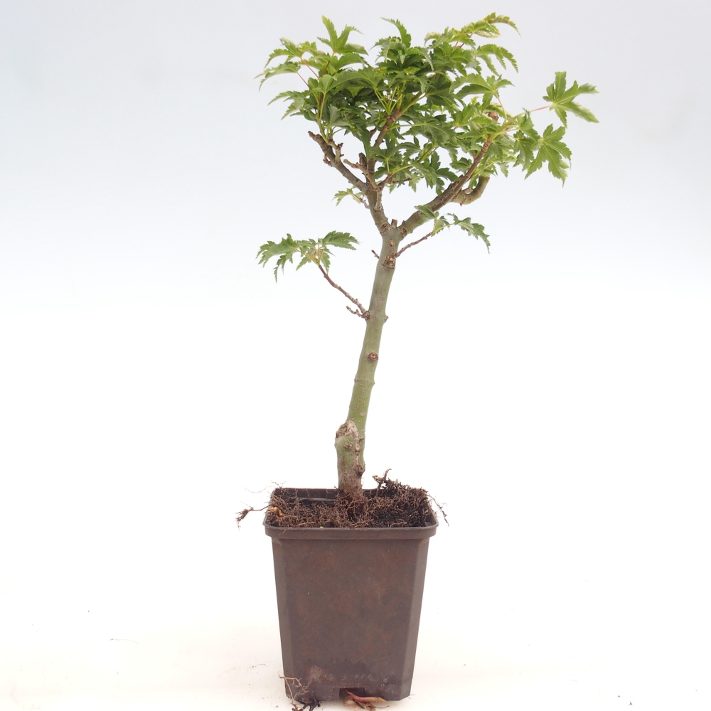 Bonsai für draußen -Javor palmate - Acer palmatum Shishigashira im Container