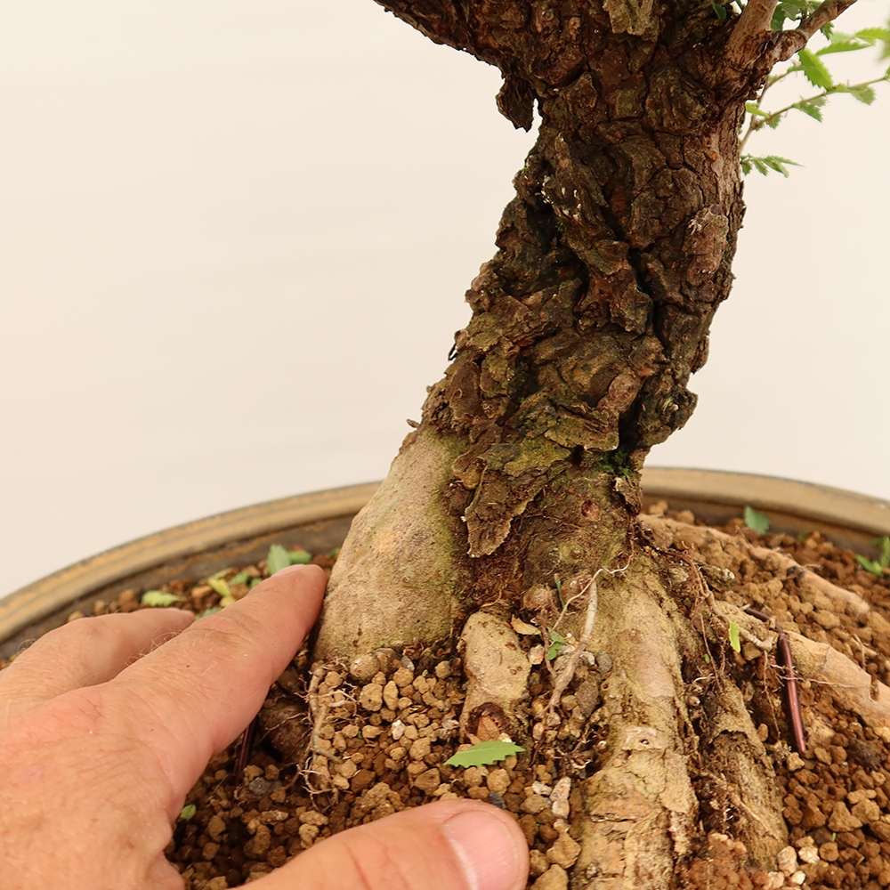 Bonsai im Freien - Zelkova - Zelkova NIRE