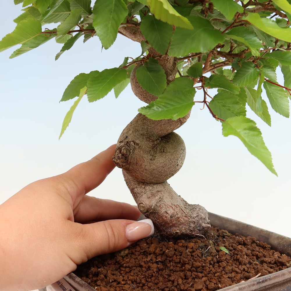 Bonsai für draußen - Karpinus Coreana - Koreanische Hainbuche