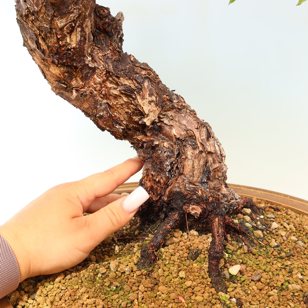 Bonsai für den Außenbereich – Japanischer Aprikosenbaum – Prunus Mume