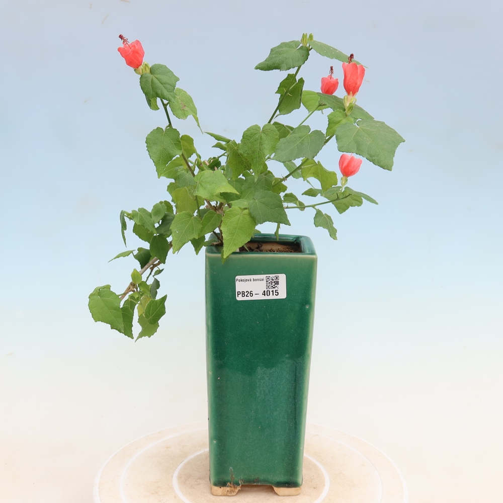 Zimmerbonsai - Malvaviscus arboreus