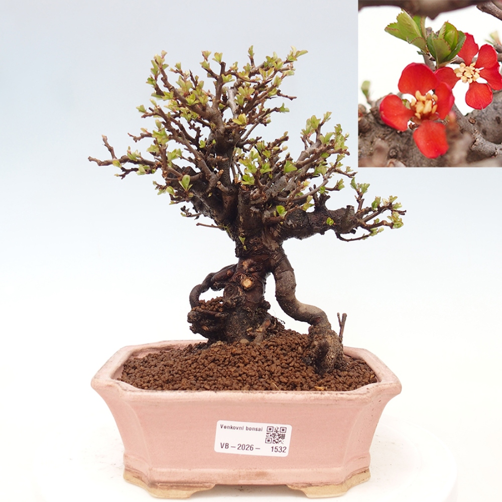 Bonsai für draußen - Chaneomeles speciosa - Quitte