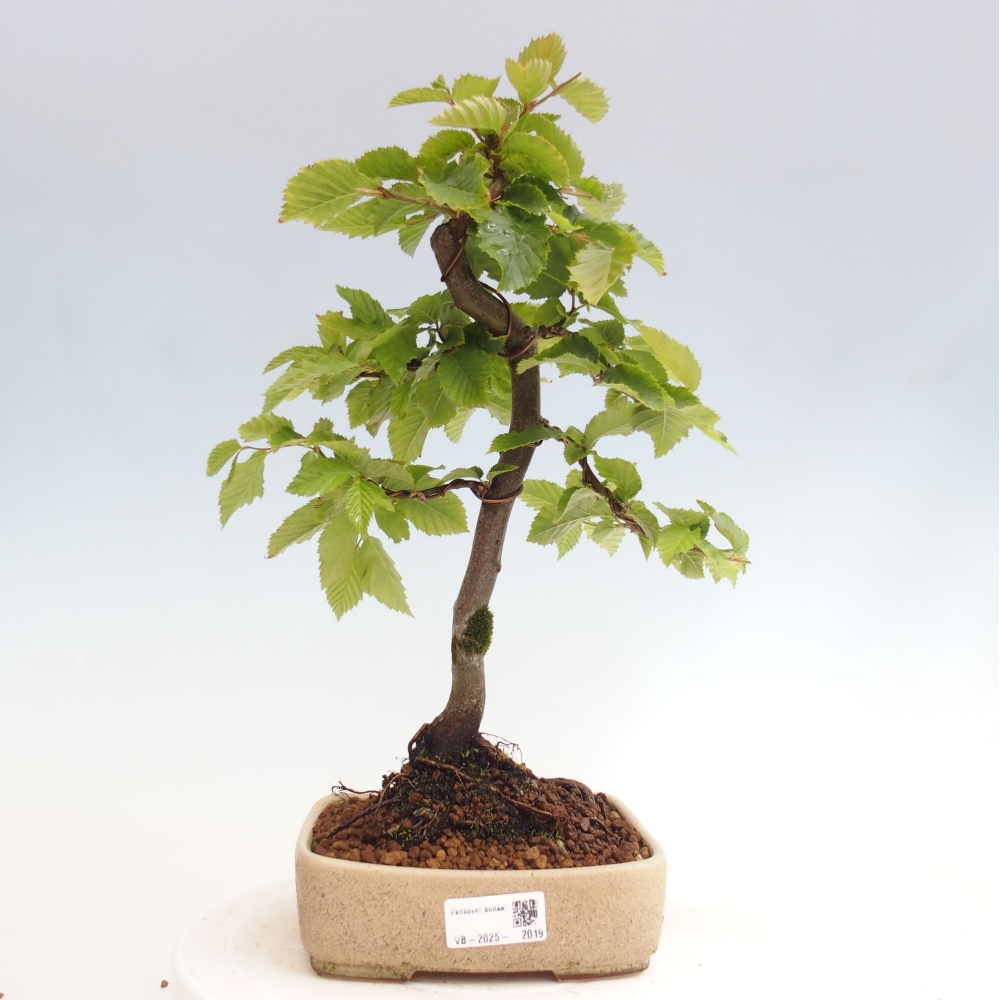 Bonsai im Freien - Hainbuche - Carpinus betulus