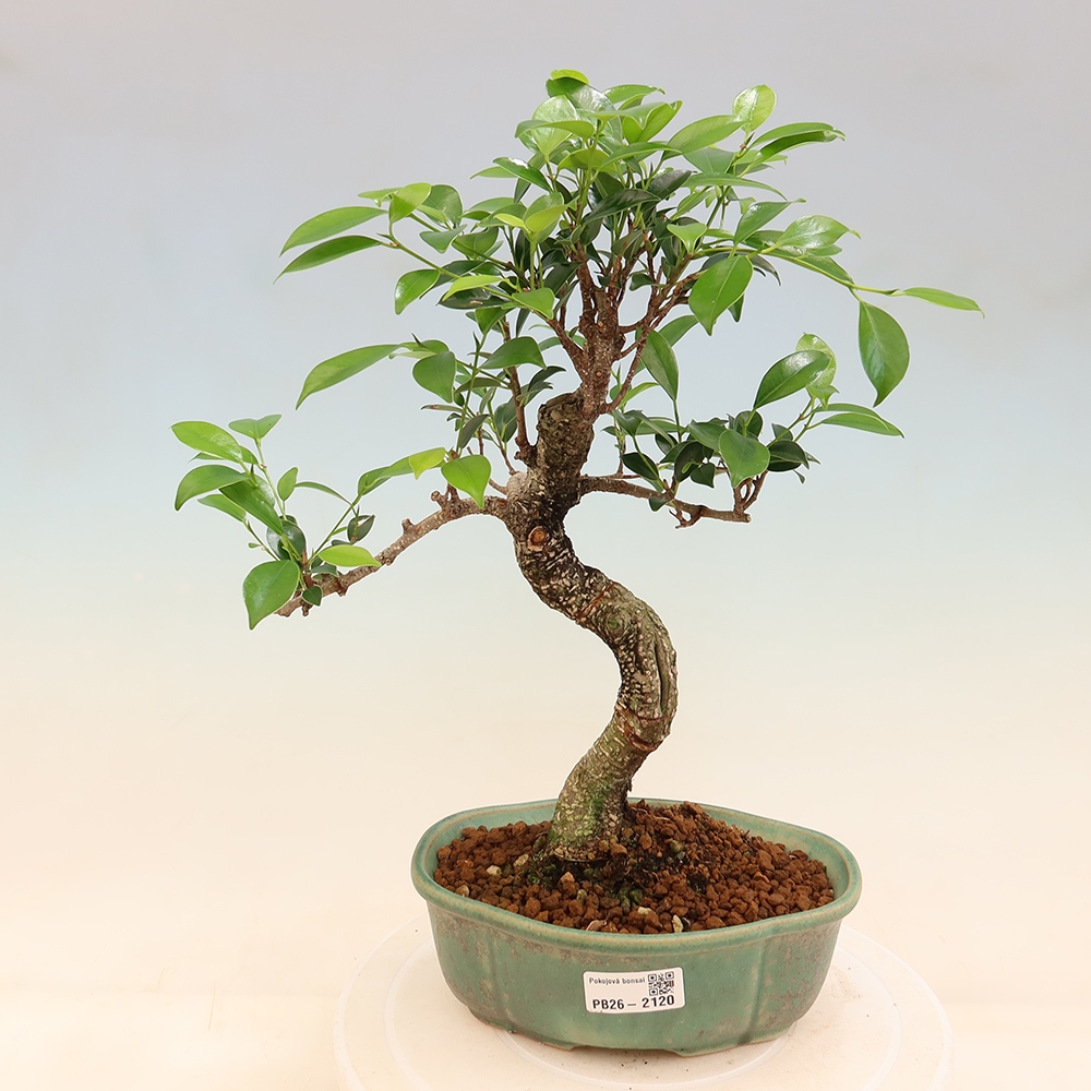 Zimmerbonsai - Ficus retusa - Kleinblättriger Ficus