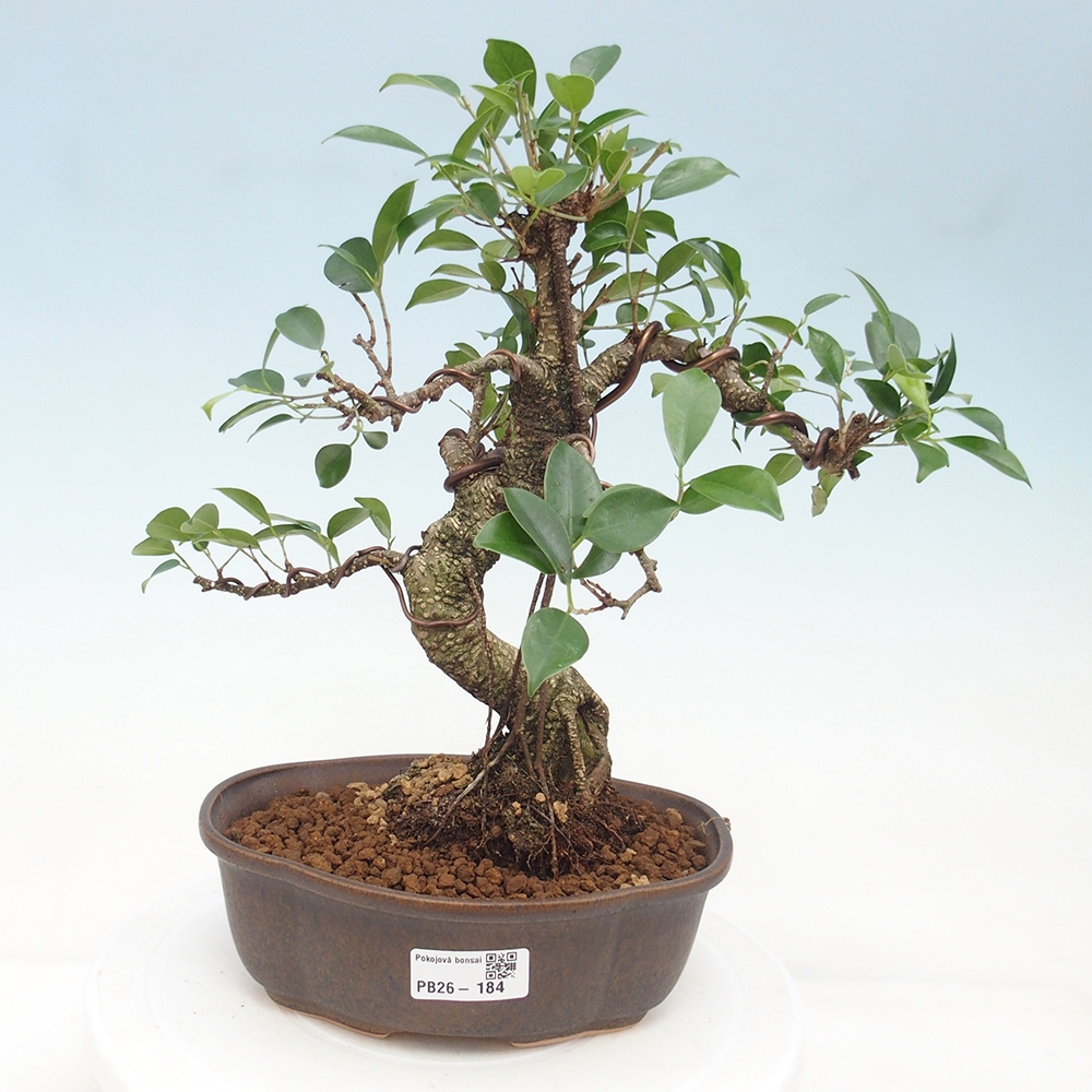 Zimmerbonsai - Ficus retusa - Kleinblättriger Ficus