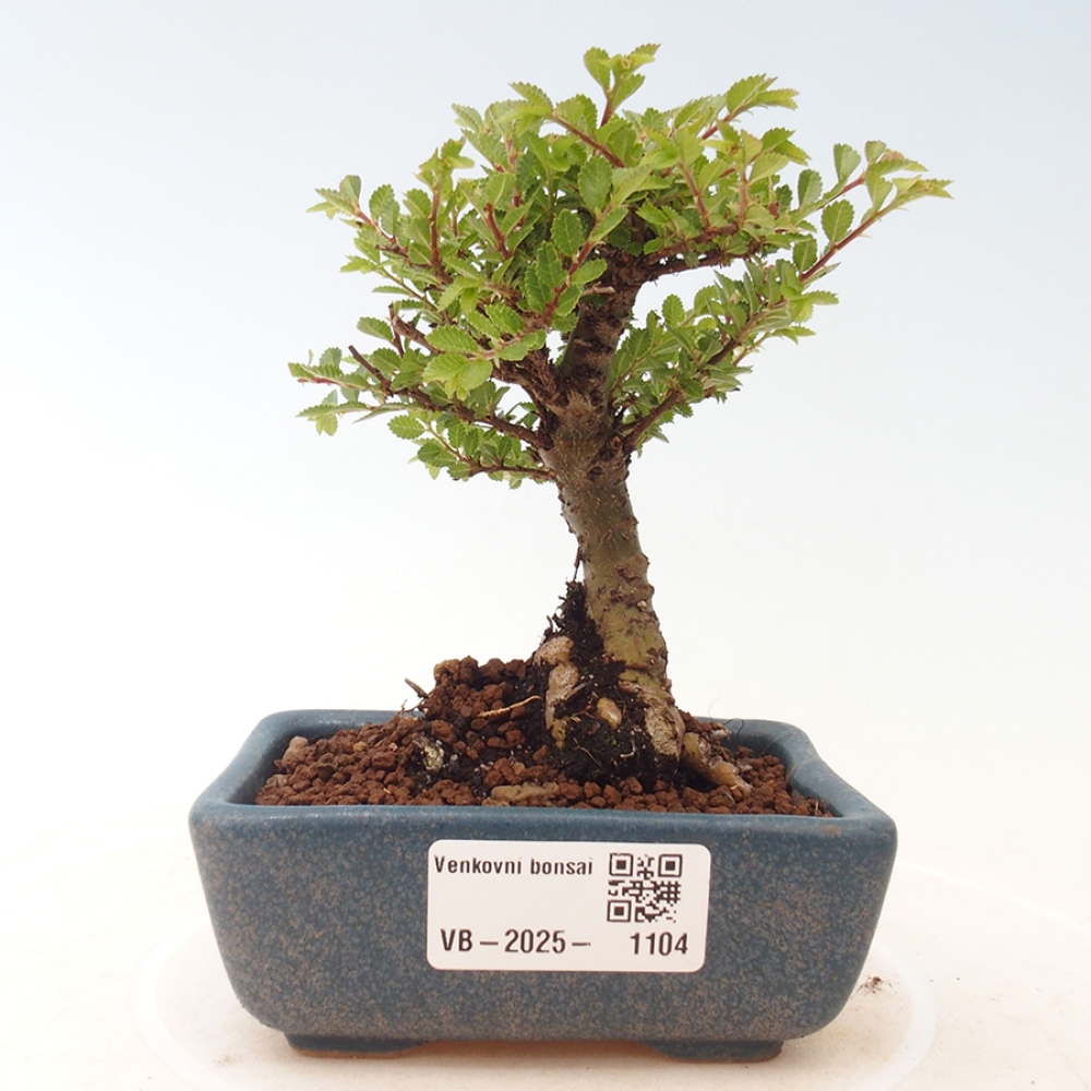 Bonsai im Freien - Ulmus parvifolia Sagei - Kleinblättrige Ulme