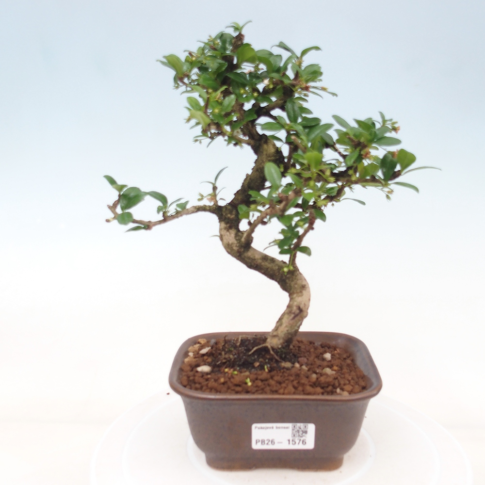 Zimmer-Bonsai - Carmona macrophylla - Tee-Fuki