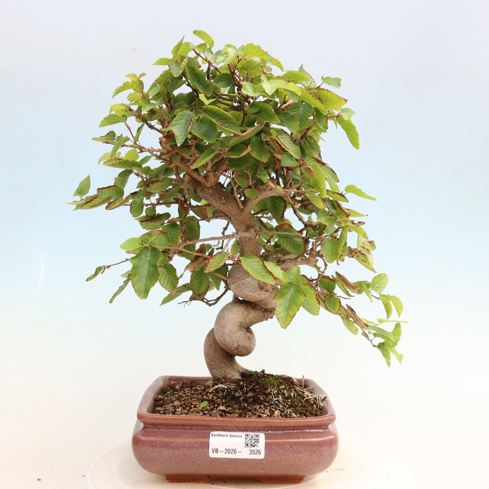 Bonsai für draußen -Carpinus CARPINOIDES - Koreanische Hainbuche