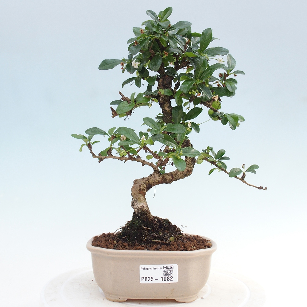 Zimmerbonsai - Carmona Macrophylla - Fuki-Tee