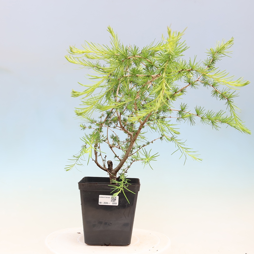 Bonsai für draußen -Larix decidua - Lärche