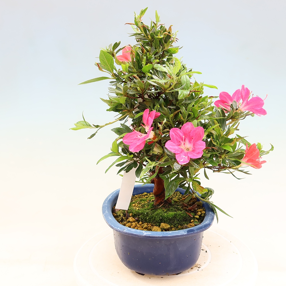 Bonsai für draußen - Japanische Azalee - Azalee Beniko