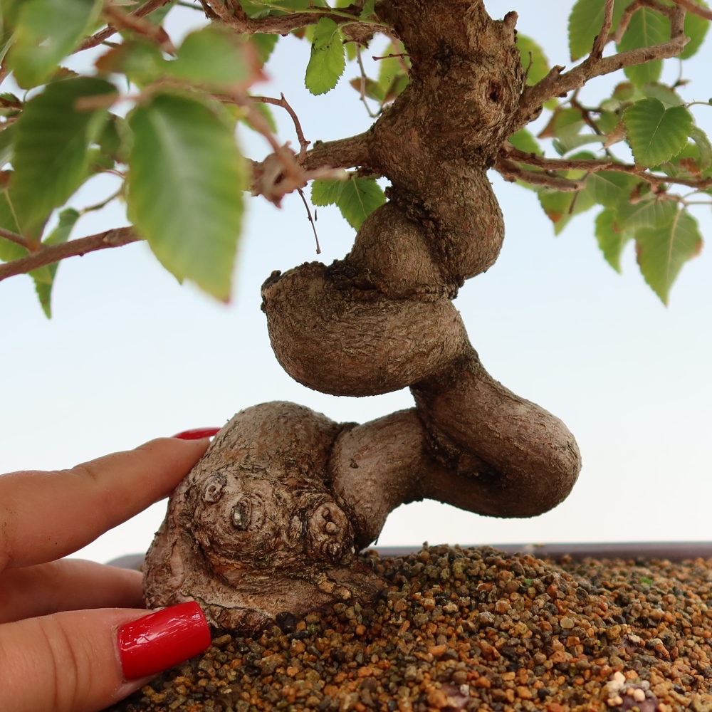 Bonsai für draußen - Karpinus Coreana - Koreanische Hainbuche