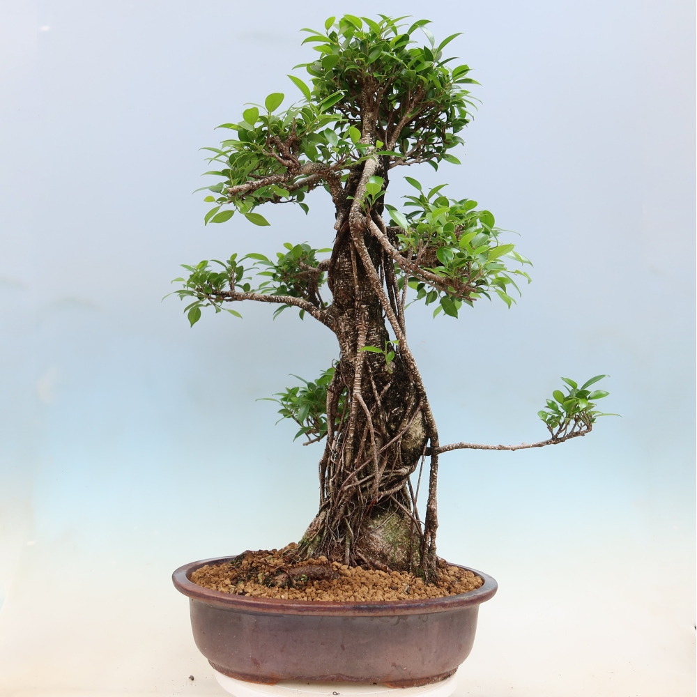 Zimmerbonsai - Ficus kimmen - Kleinblättriger Ficus