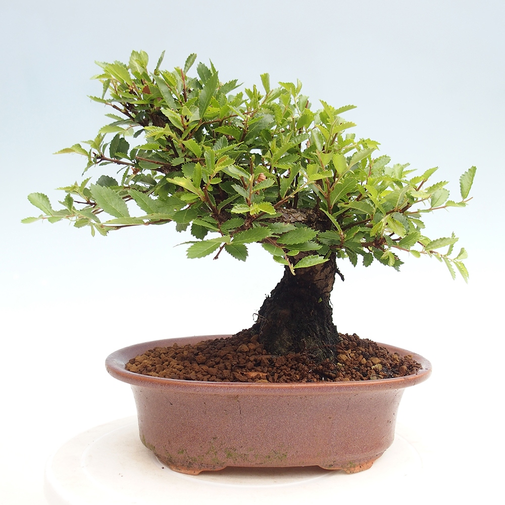 Bonsai im Freien - Zelkova - Zelkova NIRE