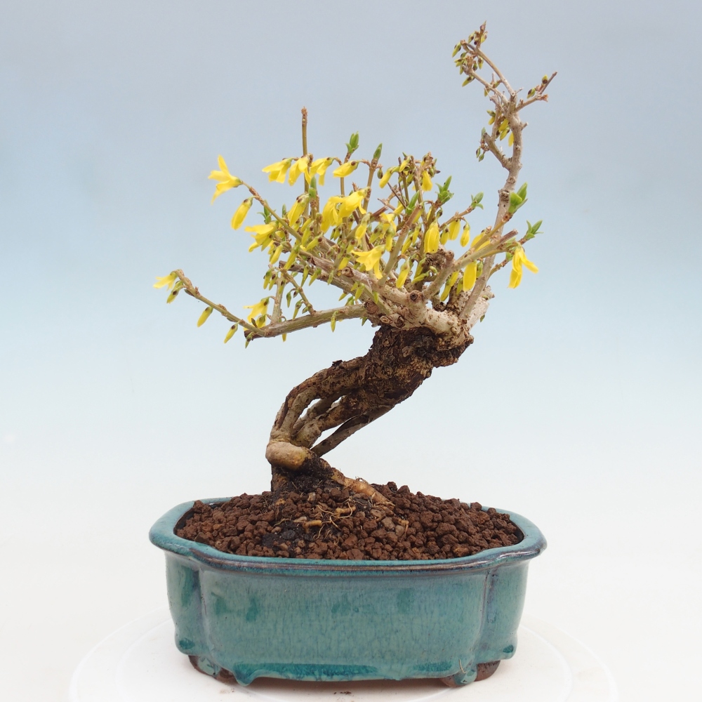 Bonsai für draußen - Zlatice - Forsythia koreana