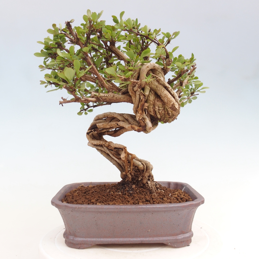 Bonsai für draußen - Berberis coreana