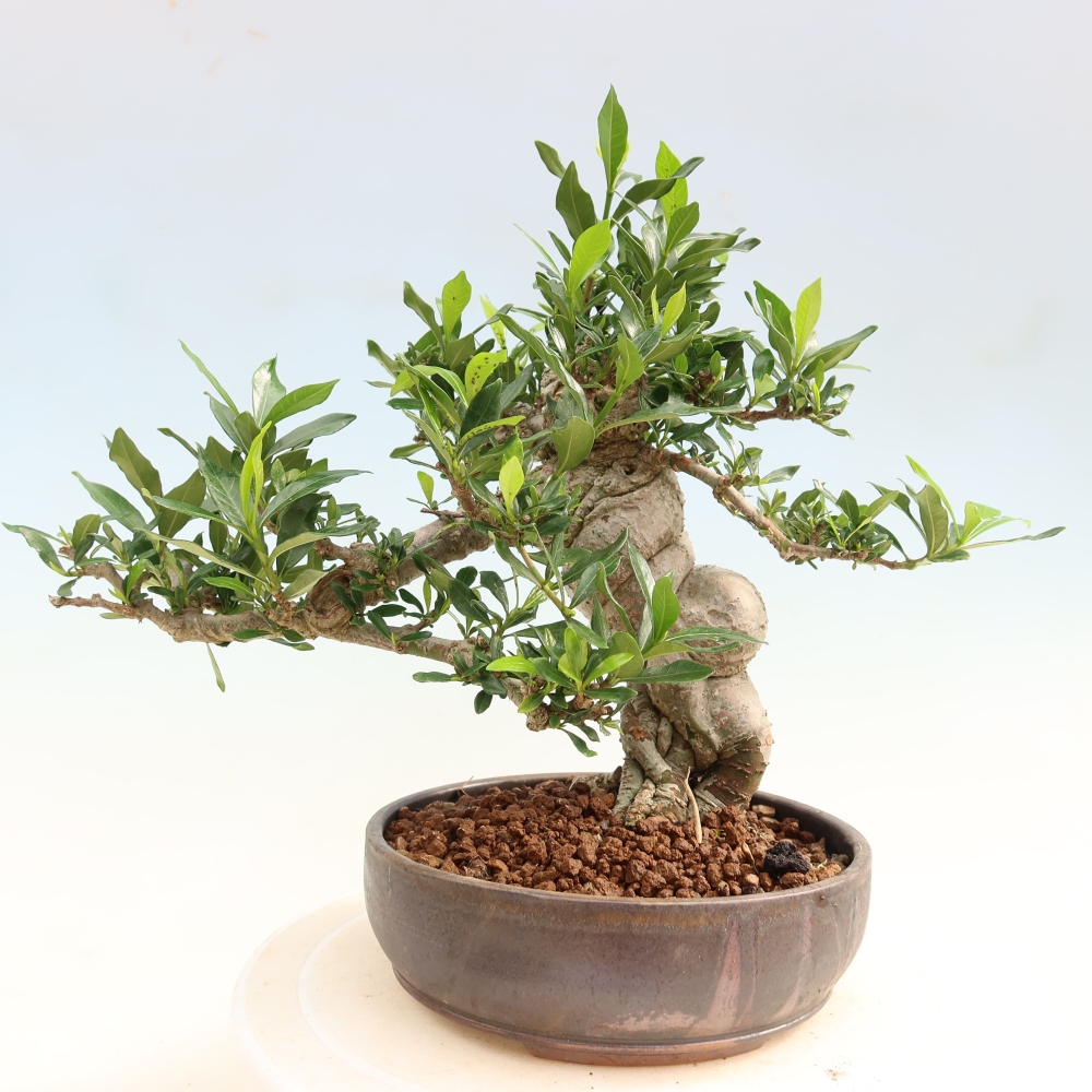 Zimmer Bonsai - Gardenia jasminoides-Gardenia