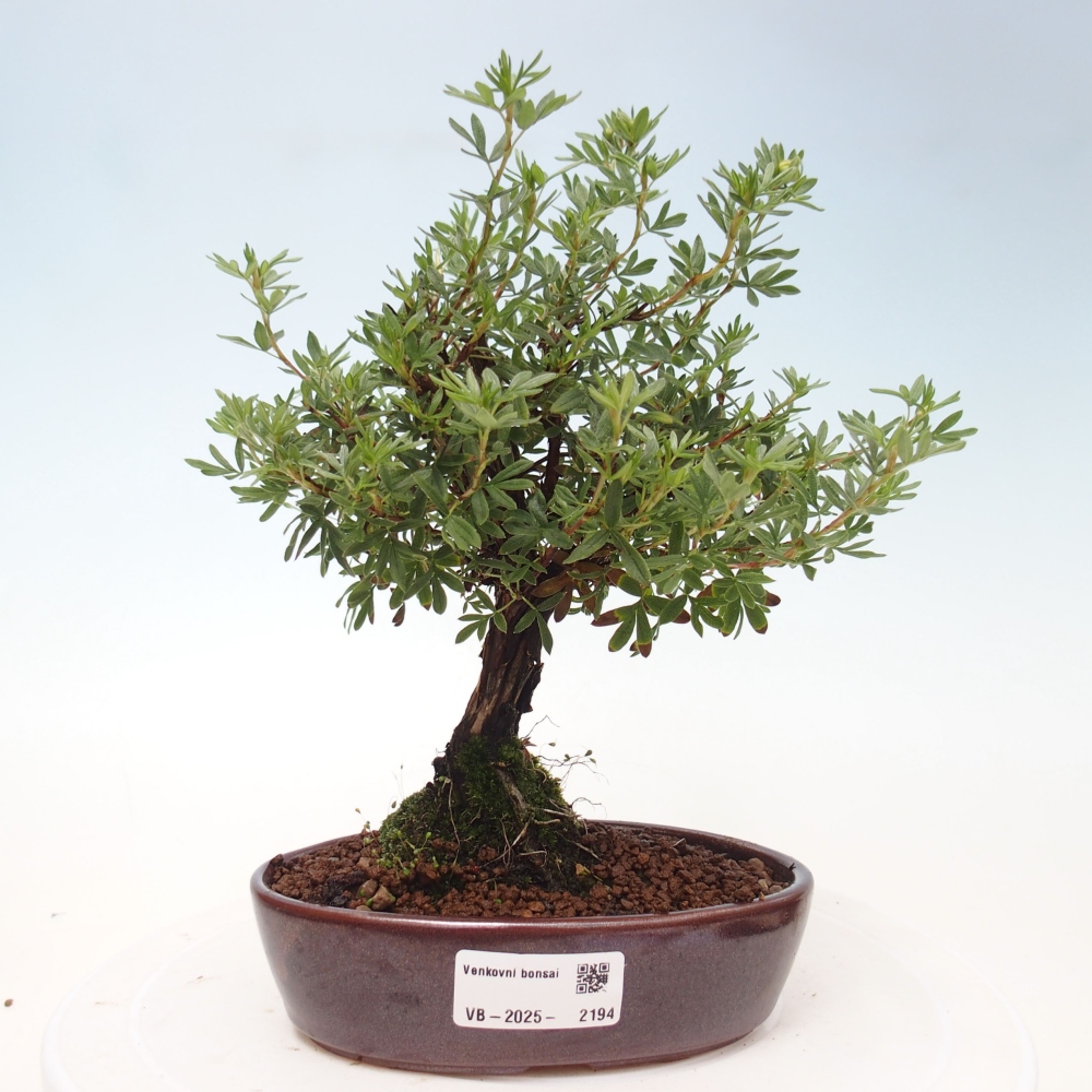 Outdoor-Bonsai-Fingerkraut - Potentila fruticosa gelber Vogel