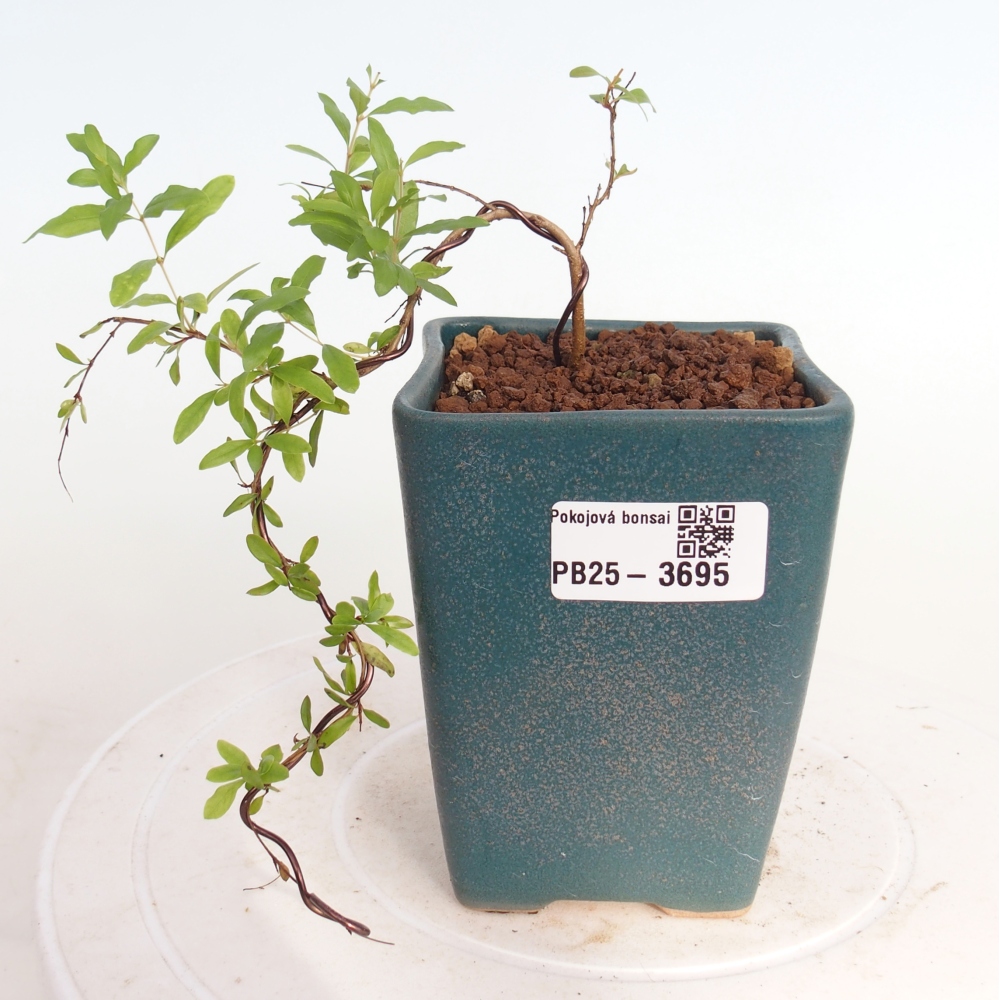 Zimmer-Bonsai-PUNICA granatum nana-Apfel-Granatapfel