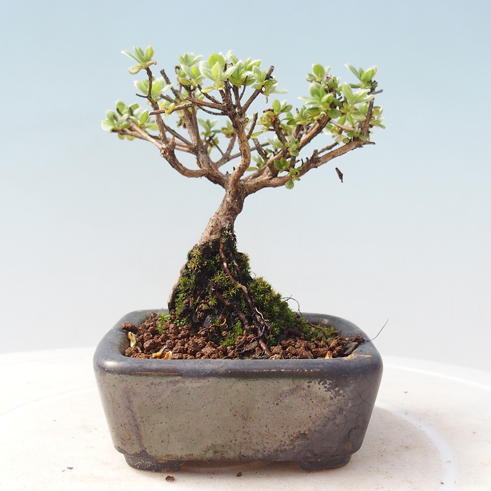 Outdoor-Bonsai - Rododendron indicum - Japanische Azalee