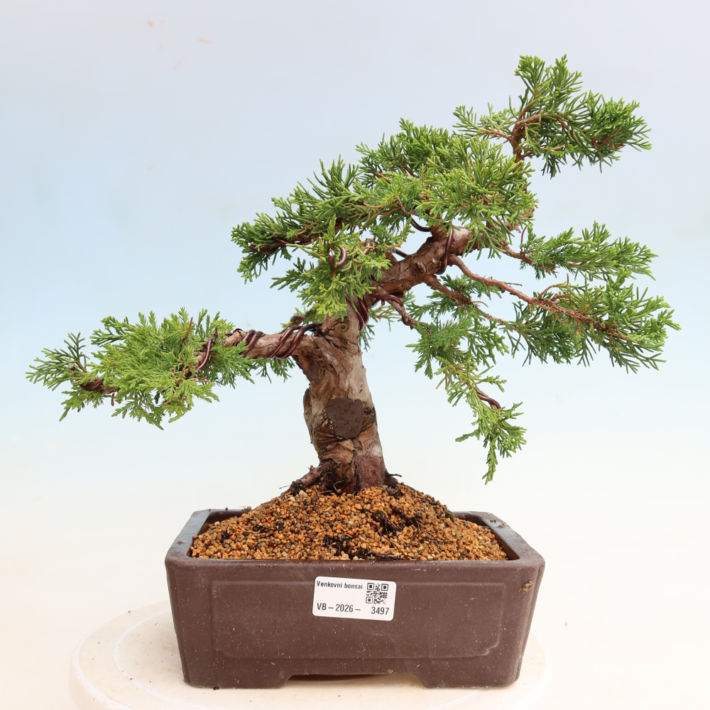 Bonsai für draußen - Juniperus chinensis Itoigawa-Juniperus chinensis