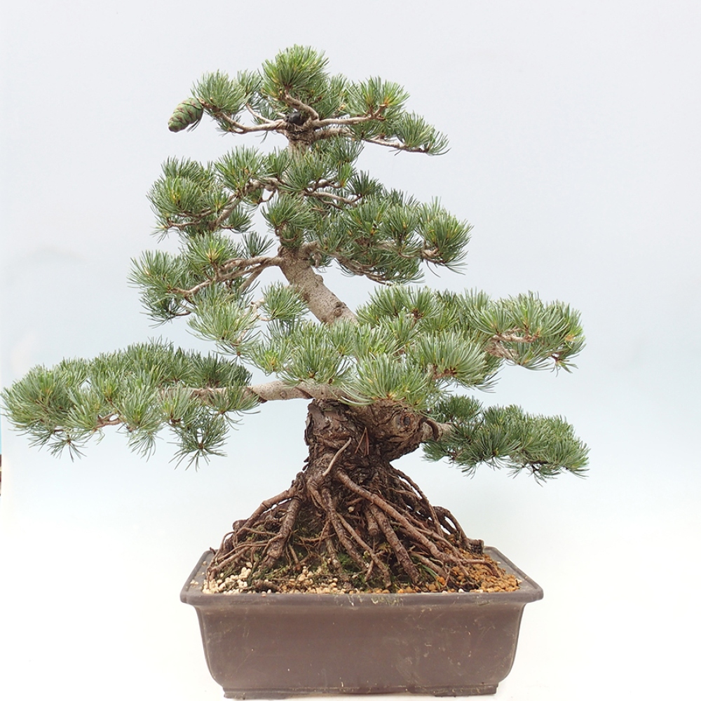 Bonsai für draußen - Pinus parviflora - Pinus parviflora
