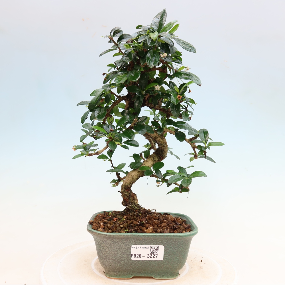Zimmer-Bonsai - Carmona macrophylla - Tee-Fuki
