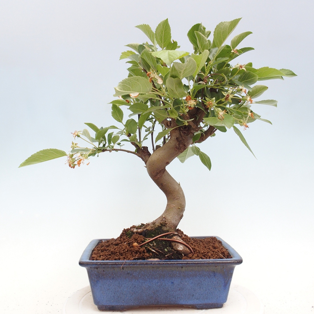 Bonsai im Freien - Malus halliana - Kleinfruchtiger Apfelbaum