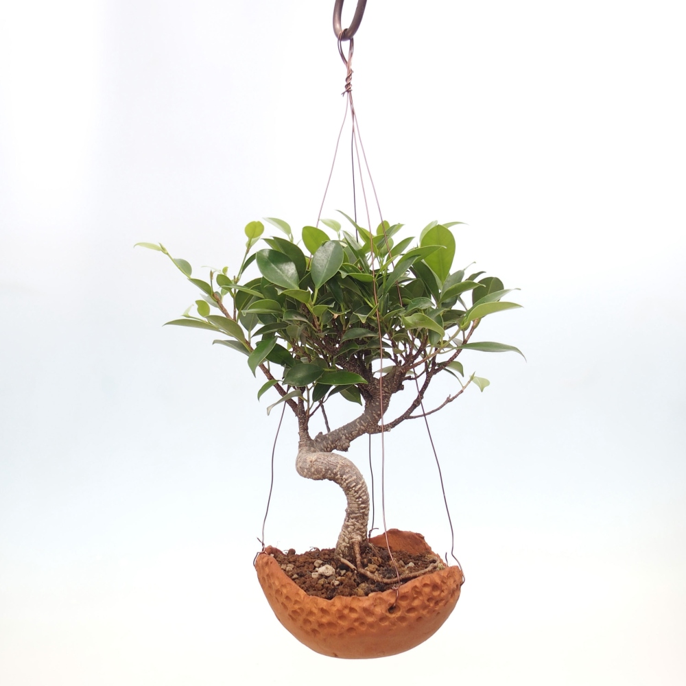 Kokedama aus Keramik - Kleinblättriger Ficus - Ficus kimmen