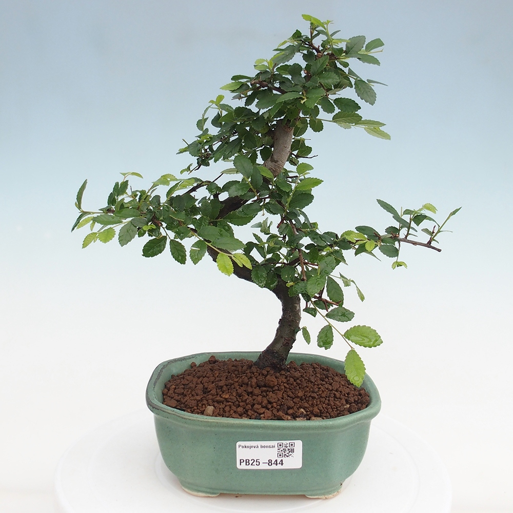 Zimmer Malolistý Ulme Bonsai