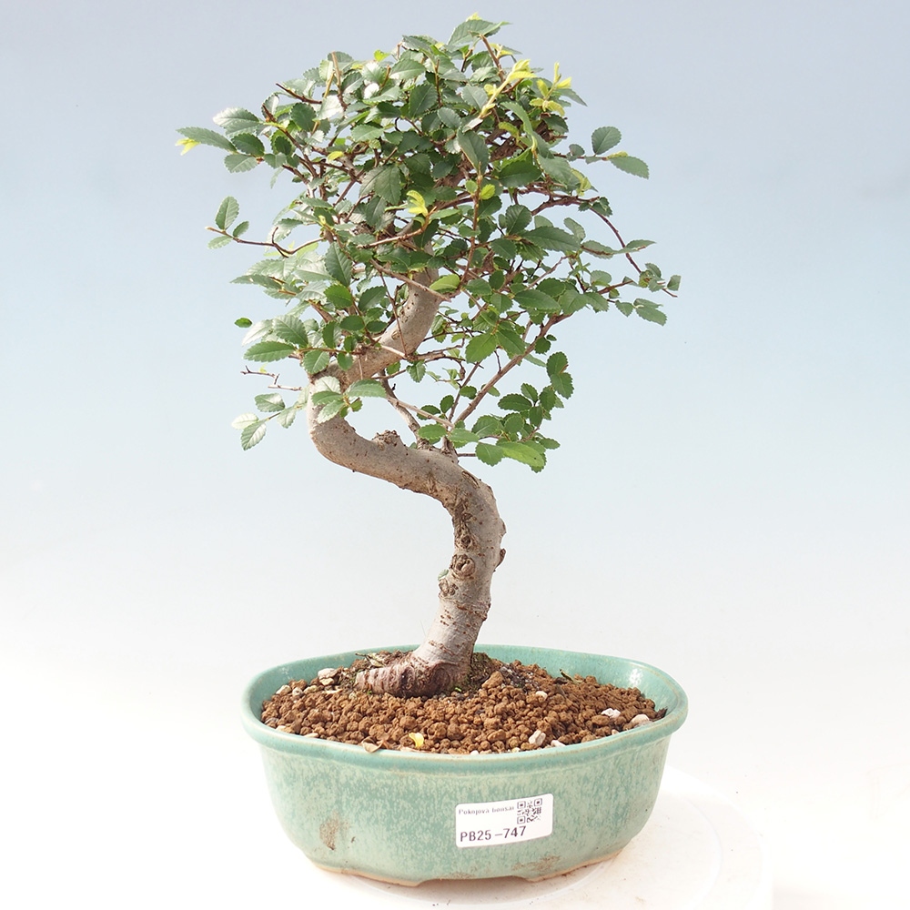 Zimmerbonsai - Ulmus parvifolia - Kleinblättrige Ulme