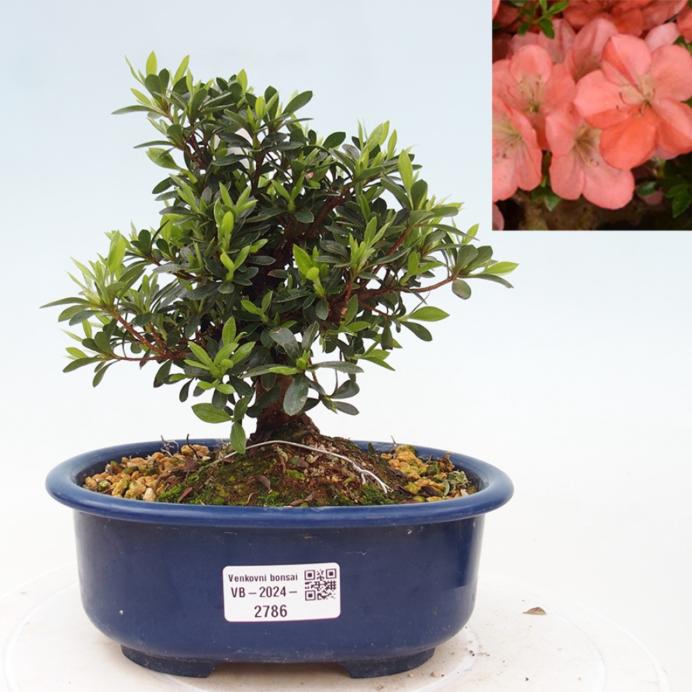 Bonsai im Freien - Japanische Azalee - Azalea Asazakura