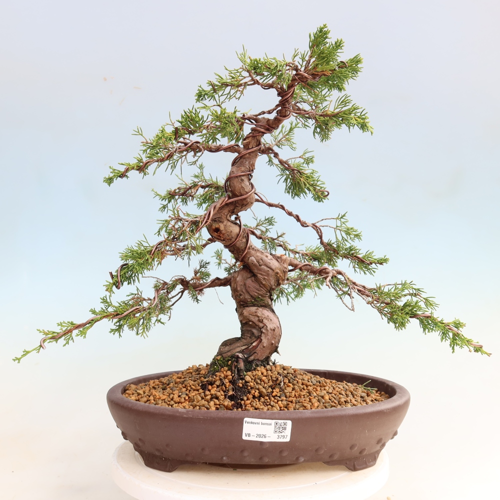 Bonsai für draußen - Juniperus chinensis Itoigawa-Juniperus chinensis
